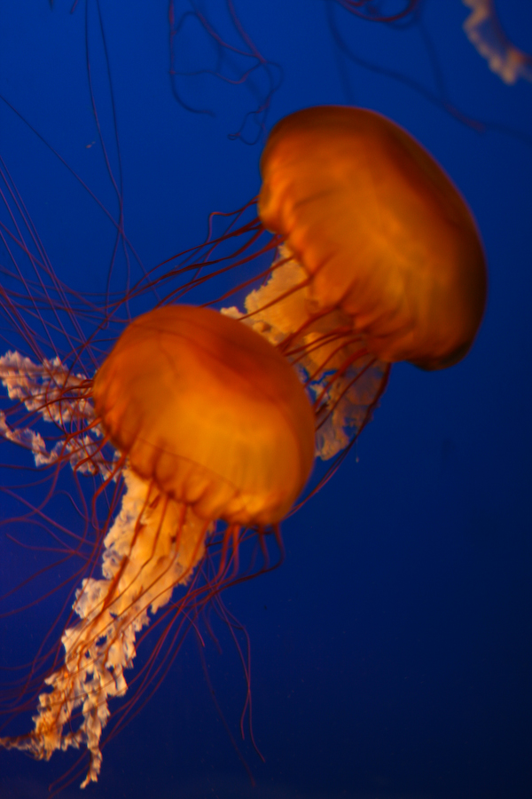 Vancouver Aquarium