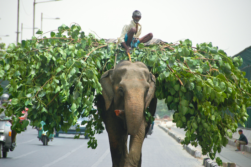 Elephant Highway