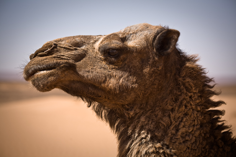 Sahara Diaries, Part 3: Camel Trekking and Arabic Lessons
