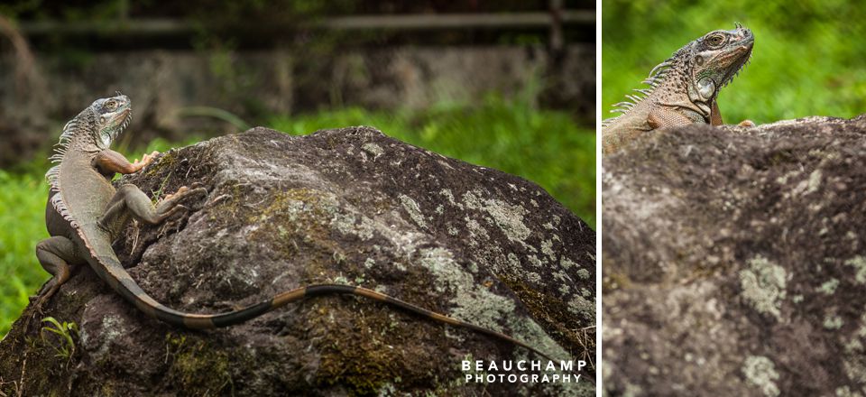 This friendly looking lizard shares a home at the resort with the Crocodiles.