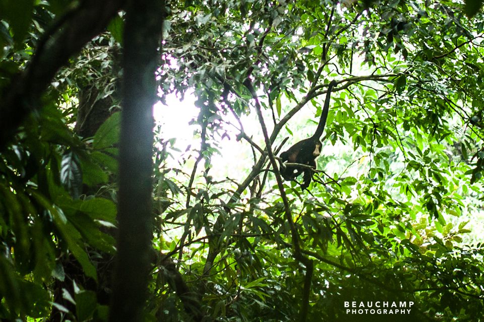 Monkey balls! We heard a big crashing in the trees above, and then figured out it was a bunch of monkeys! We saw (and heard) two groups of 5-6 go by and were able to take a few shots. Lots of blurry ones. We never claimed to be wildlife photographers, and when your longest lenses are 135mm and 85mm, you start to regret not borrowing from Rob Wiebe's collection. :P. 