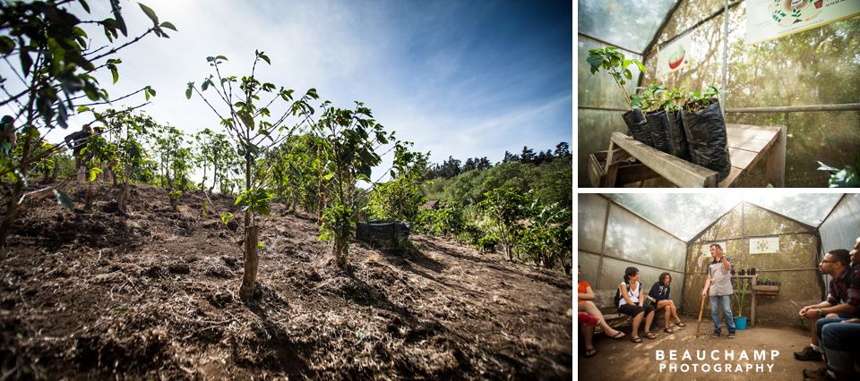 Row after row coffee grows. Coffee can only be grown within 20 degrees, either direction from the equator. It also requires volcanic soil.