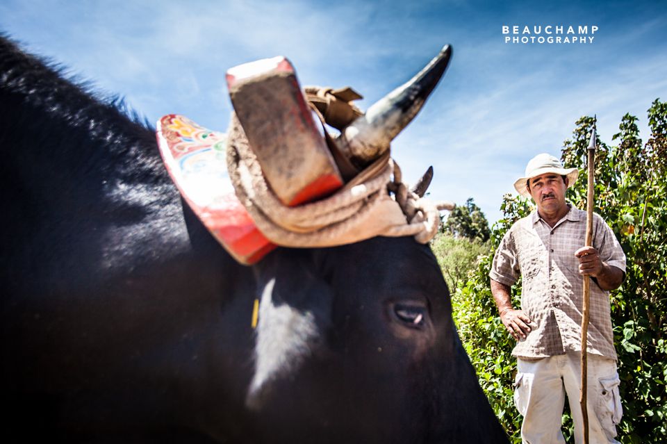 A "Tico" poses with his ox. While this photo only features one of his two hard working friends, the ox were amusingly named "Salt" and "Pepper". 