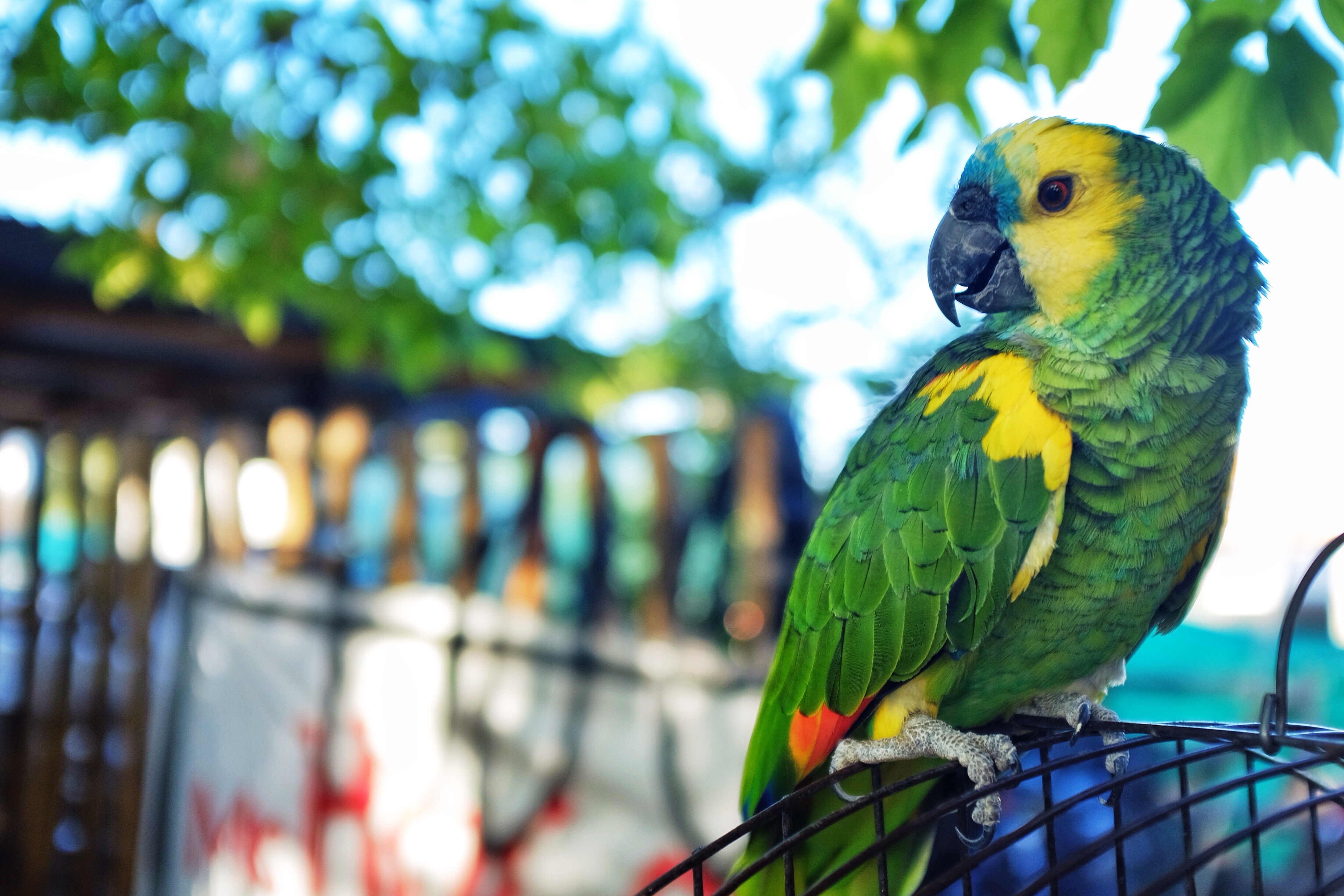 This colourful fellow lives in the Courtyard at Mr. Hugo's Bike Rental.