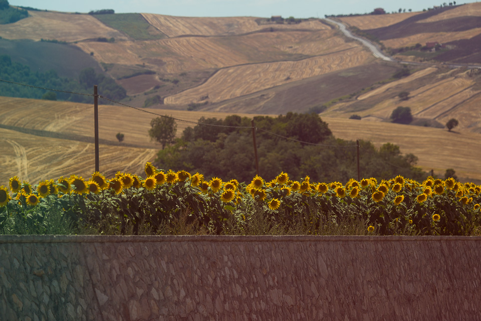 Sunflowers growing by the highway near Campobasso.