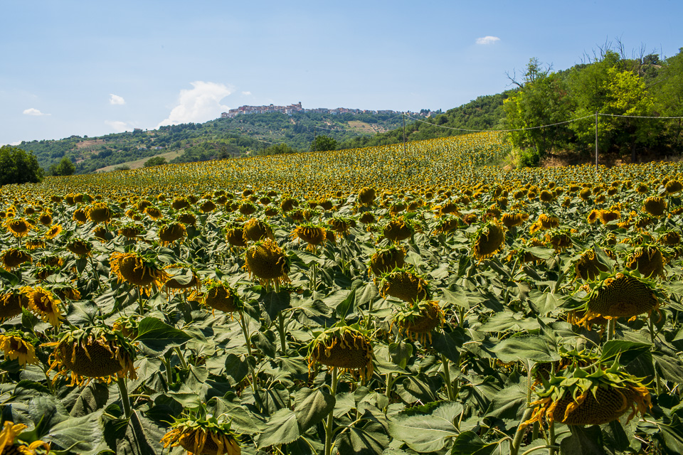 Sunflowers growing by the highway near Campobasso. You can see a hill town in the distance.